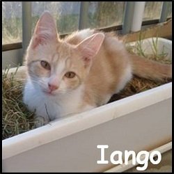 Iango