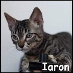 Iaron