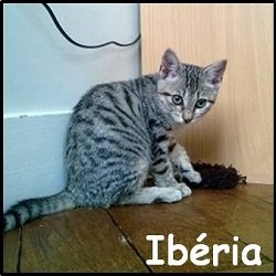 Ibéria