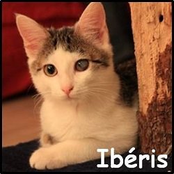 Ibéris