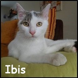 Ibis 2