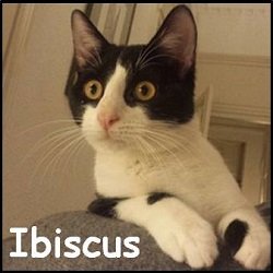 Ibiscus