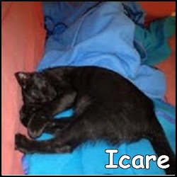 Icare