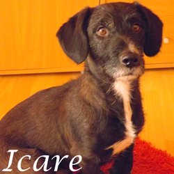 Icare - Alsace