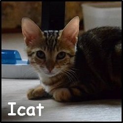 Icat