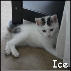 Ice