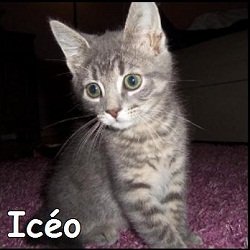 Icéo