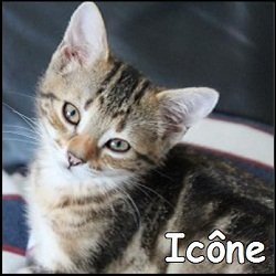 Icône