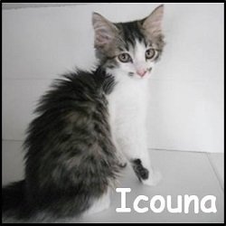 Icouna