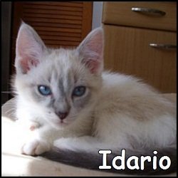 Idario