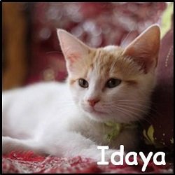 Idaya