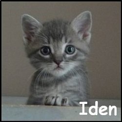 Iden