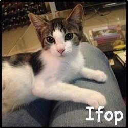 ifop