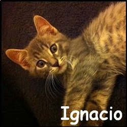 Ignacio