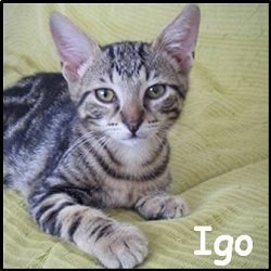 Igo