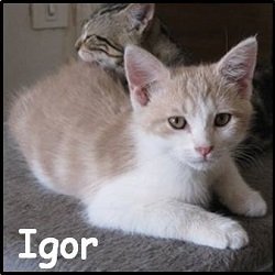 Igor