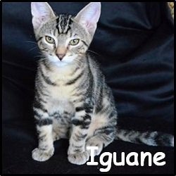 Iguane