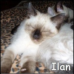 Ilan