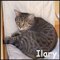 ilary