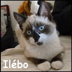 Ilébo