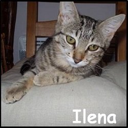 Ilena