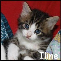 Iline