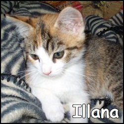 Illana