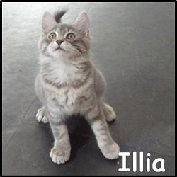 Illia