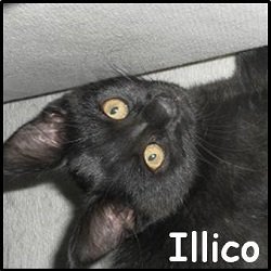 Illico