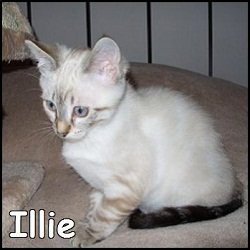 Illie