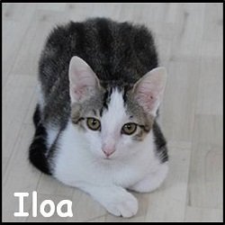 Iloa