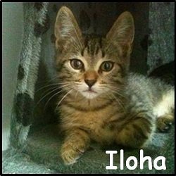 Iloha