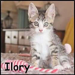 Ilory