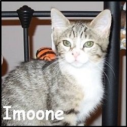 Imoone