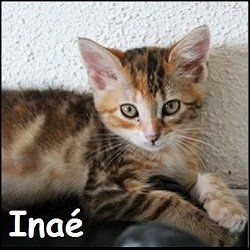 Inaé