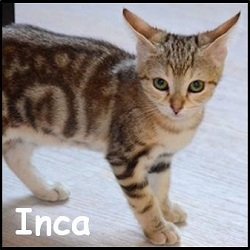 Inca