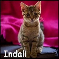 Indali2