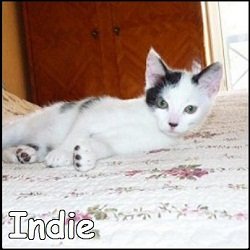 Indie