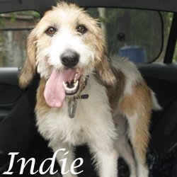 Indie