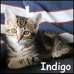 Indigo