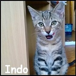 Indo