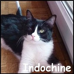 Indochine