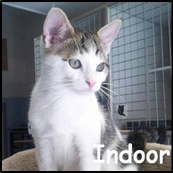 Indoor