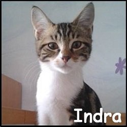 Indra