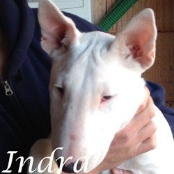 Indra