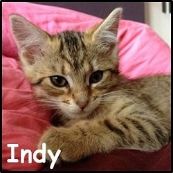 Indy