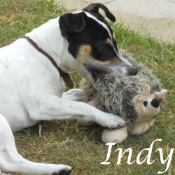 Indy