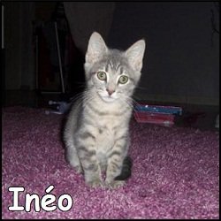 Inéo