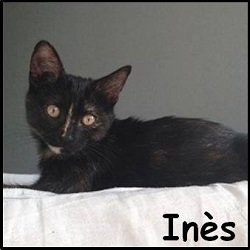 Ines