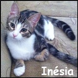 Inésia